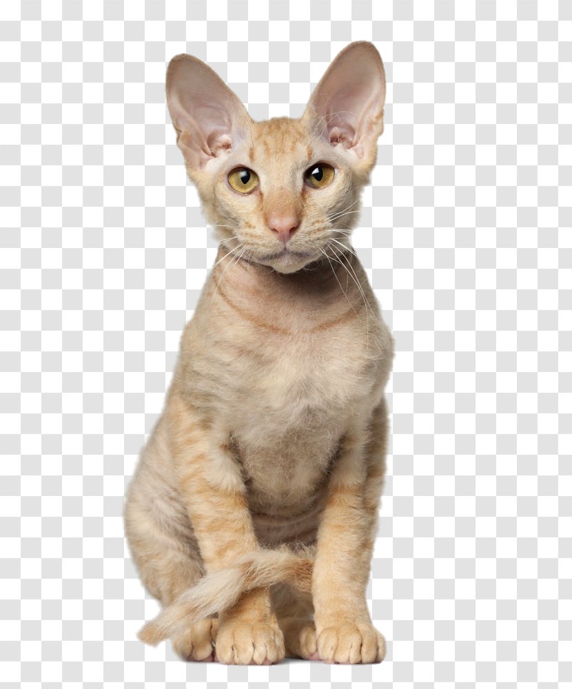 British Shorthair Sphynx Cat Oriental American Maine Coon - Ocicat - Squatting Transparent PNG