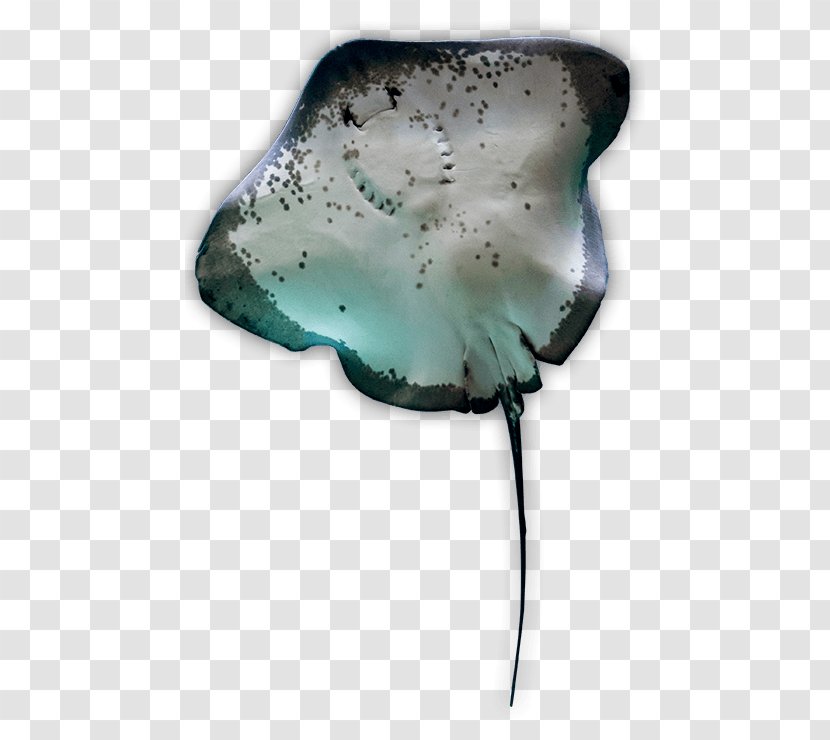 Myliobatoidei Batoidea Atlantic Stingray Manta Ray Shark - Water - Sting Transparent PNG