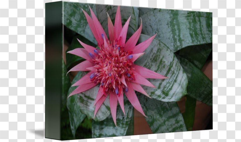 Flowering Plant Wildflower Annual - Botanical Garden Transparent PNG