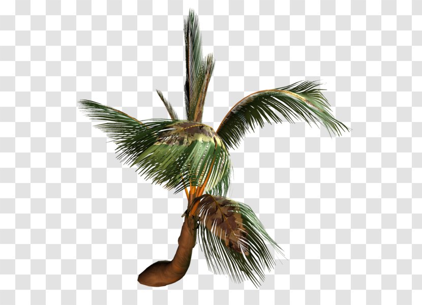 Coconut Arecaceae Tree Painting Transparent PNG