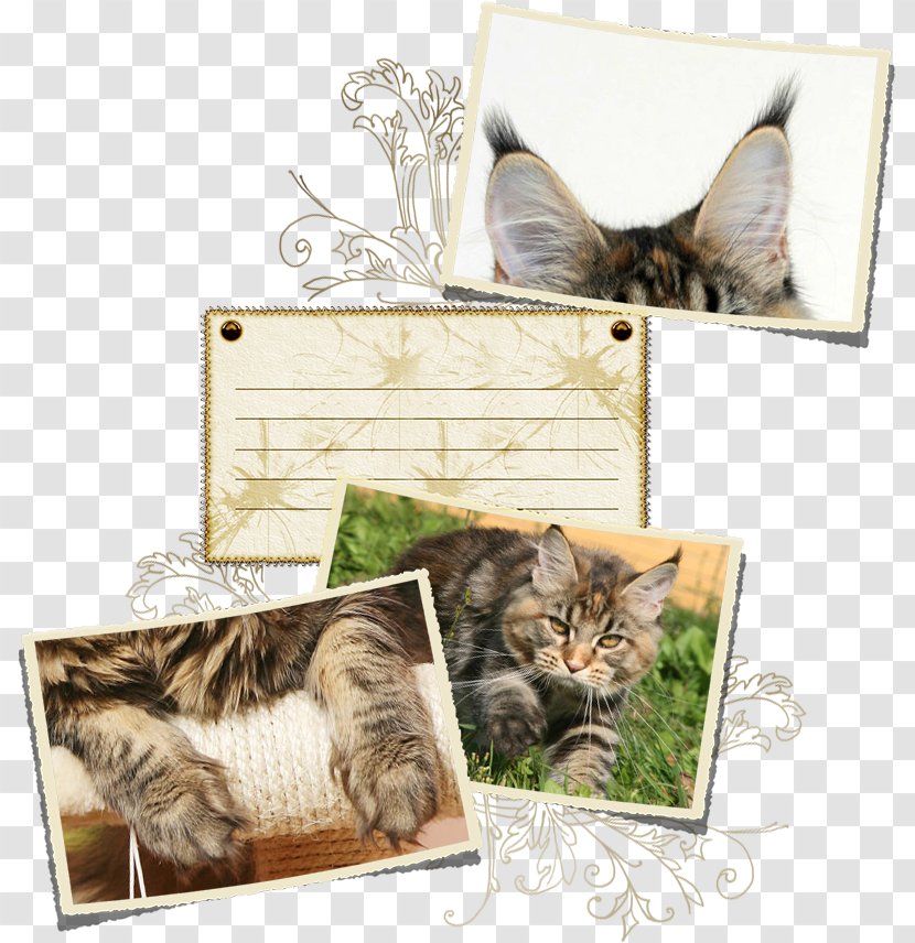 Tabby Cat Kitten Whiskers Picture Frames - Box - Maine Coon Transparent PNG