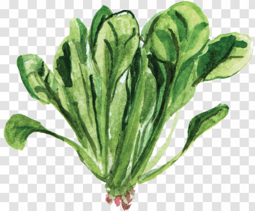 Spinach Vegetarian Cuisine Leaf Vegetable Food - Watercolor Plant Transparent PNG