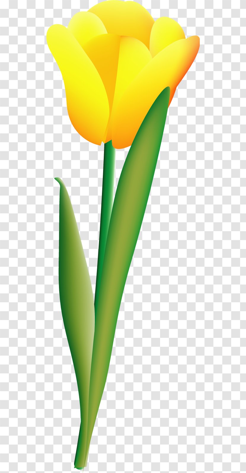 Tulip - Flower - Vector 13 Transparent PNG