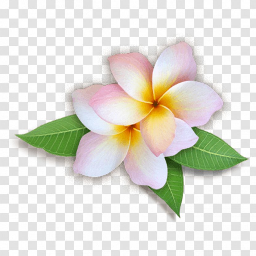 Clip Art Desktop Wallpaper Flower Image - Flowering Plant - Frangipani Transparent PNG