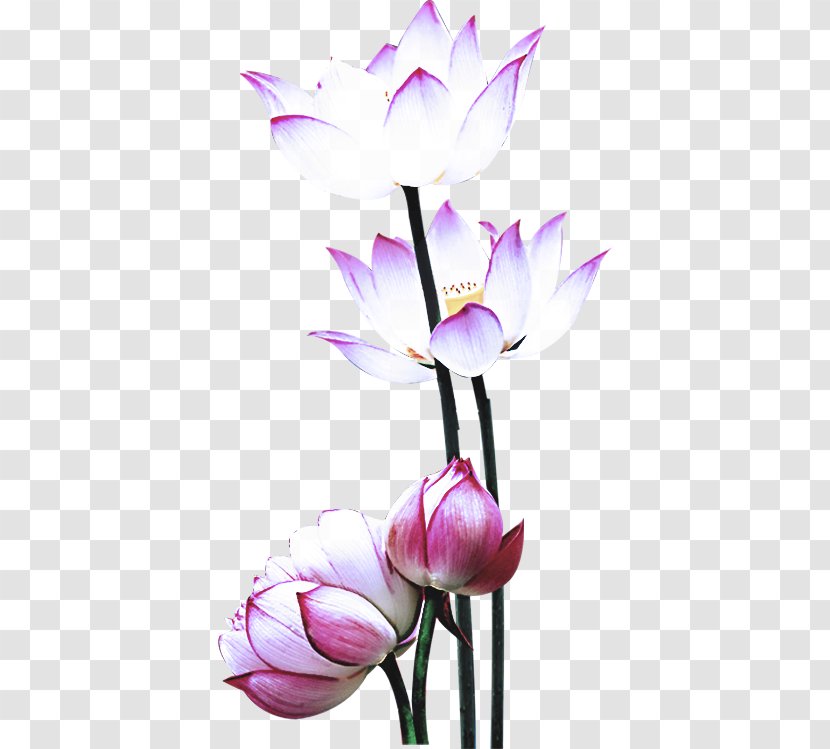 Flower Flowering Plant Petal Purple - Spring Stem Transparent PNG