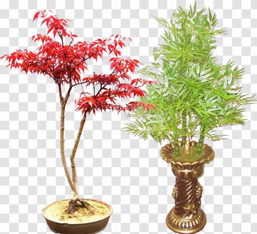 Red Maple Bonsai Bambusa Ventricosa Bamboo Plant - Free To Pull The Potted Material Transparent PNG