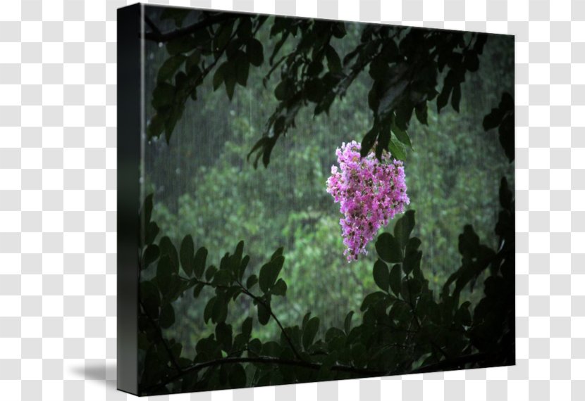 Shrub Common Lilac Petal - Flower - Crepe Myrtle Transparent PNG
