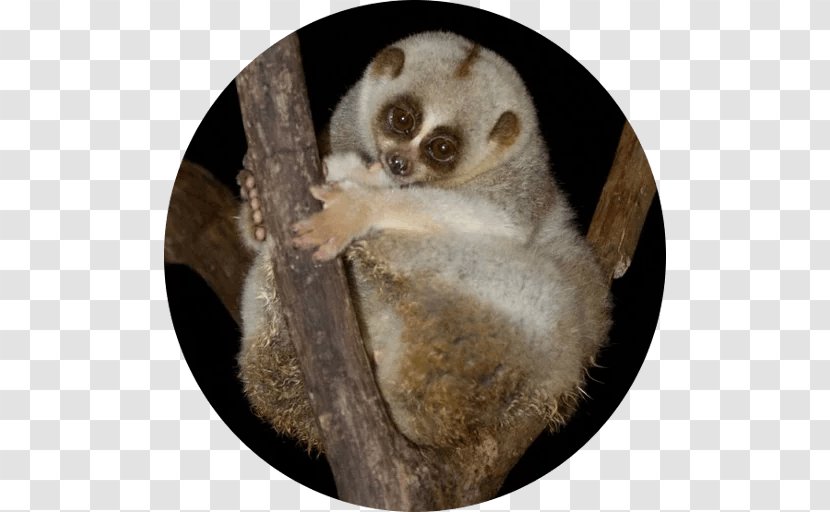 Pygmy Slow Loris Fur Snout Terrestrial Animal - Mammal Transparent PNG
