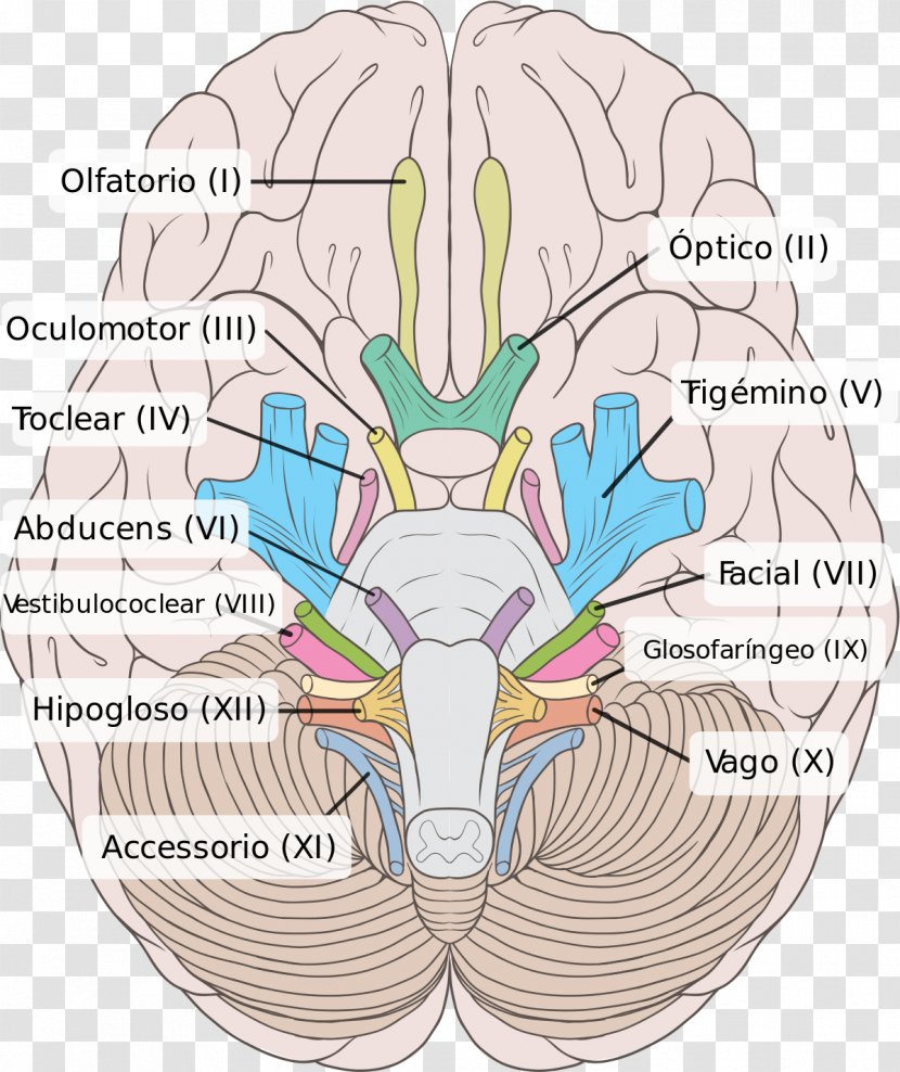 Cranial Nerves Oculomotor Nerve Vestibulocochlear Brainstem - Tree - Brain Transparent PNG