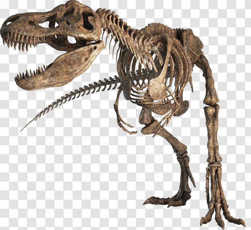 Tyrannosaurus Hell Creek Formation Late Cretaceous Tarbosaurus Nanotyrannus - Terrestrial Animal Transparent PNG