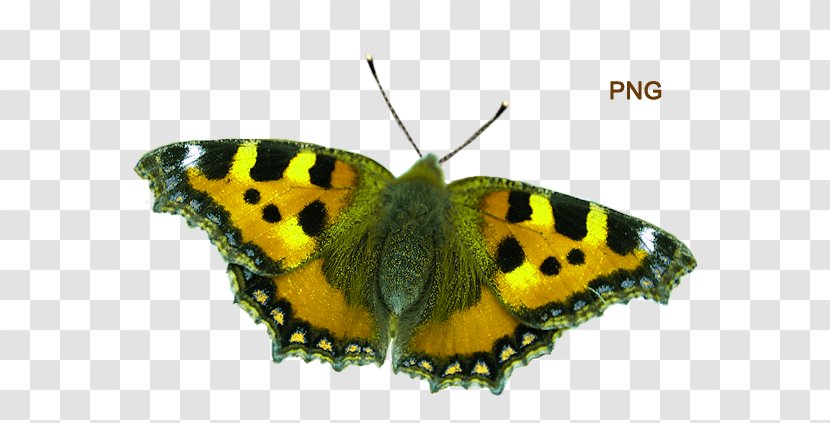 Clouded Yellows Brush-footed Butterflies Moth Pieridae Small Tortoiseshell - Arthropod - Butterfly Transparent PNG