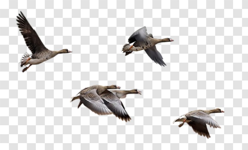 Goose Bird Migration Cygnini Duck - Animal Transparent PNG