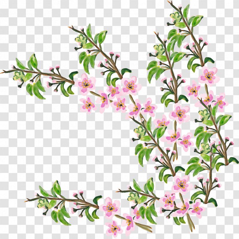Cherry Blossom Flower - Cut Flowers - Pink Transparent PNG