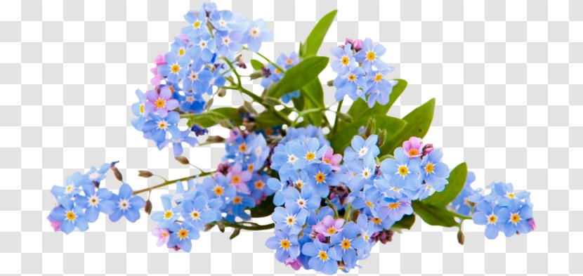 Stock Photography Royalty-free Image Illustration - Borage Family - Flower Transparent PNG