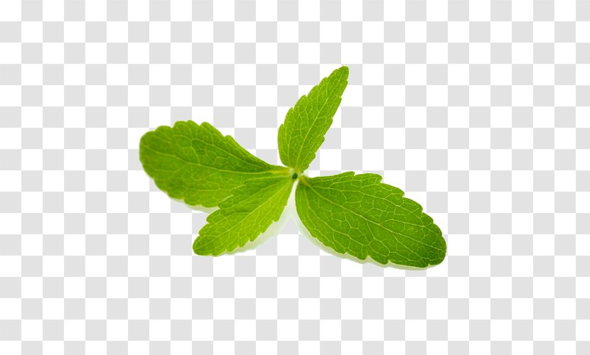 Stevia Rebaudioside A Extract Sugar Substitute Calorie - Oil - Sweet Leaf Transparent PNG