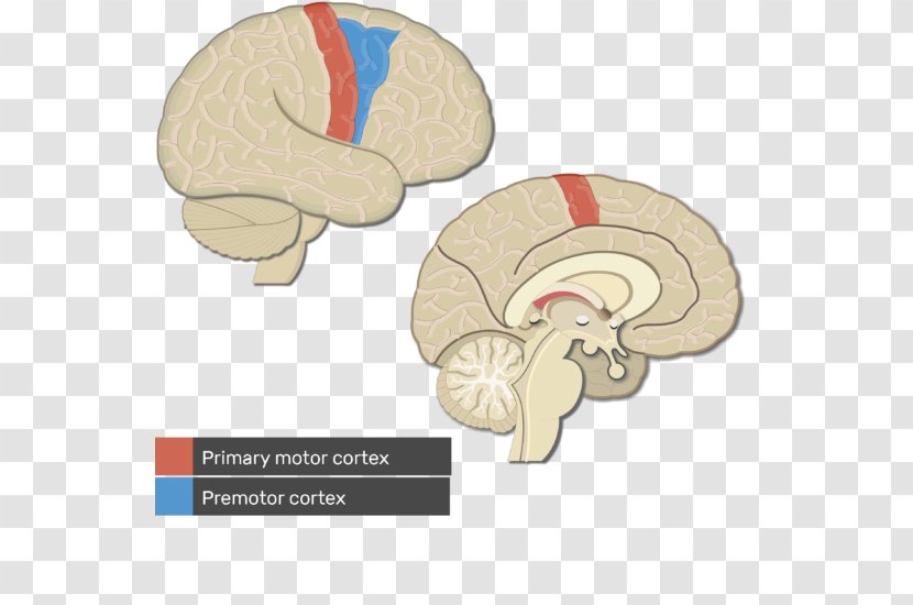 Visual Cortex Cerebral Primary Motor Brain - Watercolor Transparent PNG