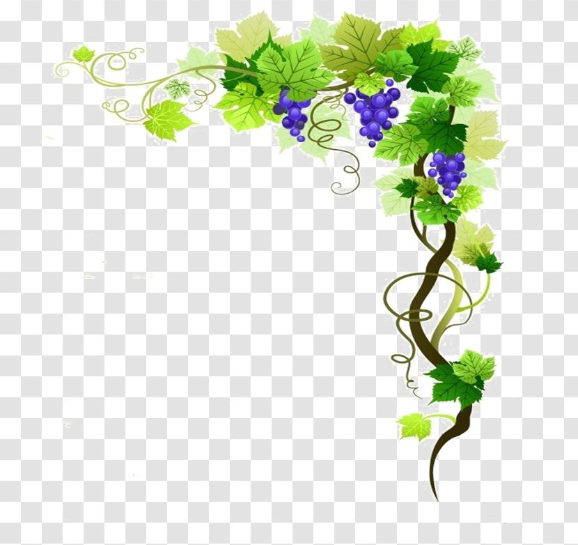 Common Grape Vine Wine Vector Graphics Clip Art - Flower Transparent PNG