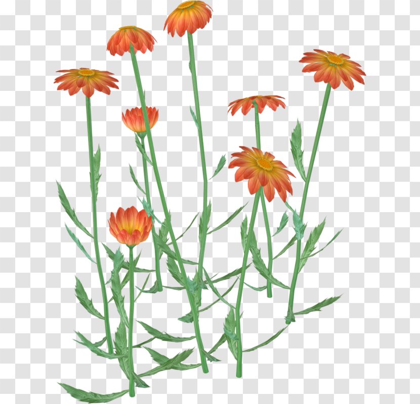Flower Clip Art - Orange - Hand-painted Wild Chrysanthemum Transparent PNG