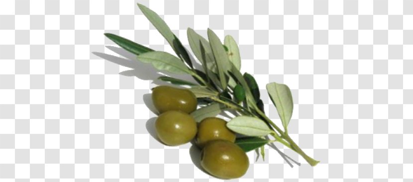Olive Oil Laboratory Ingredient - Recipe Transparent PNG