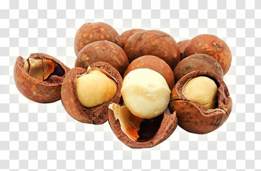 Macadamia Food Plukenetia Volubilis Nut Seed - Ingredient - Allergy Transparent PNG