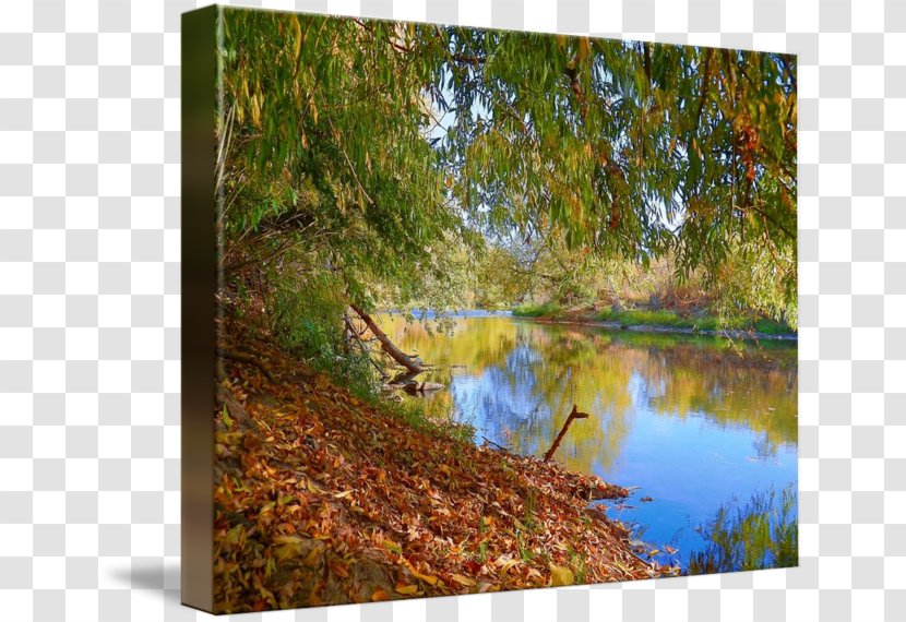 Water Resources Nature Reserve Painting Gallery Wrap Pond - Park Transparent PNG