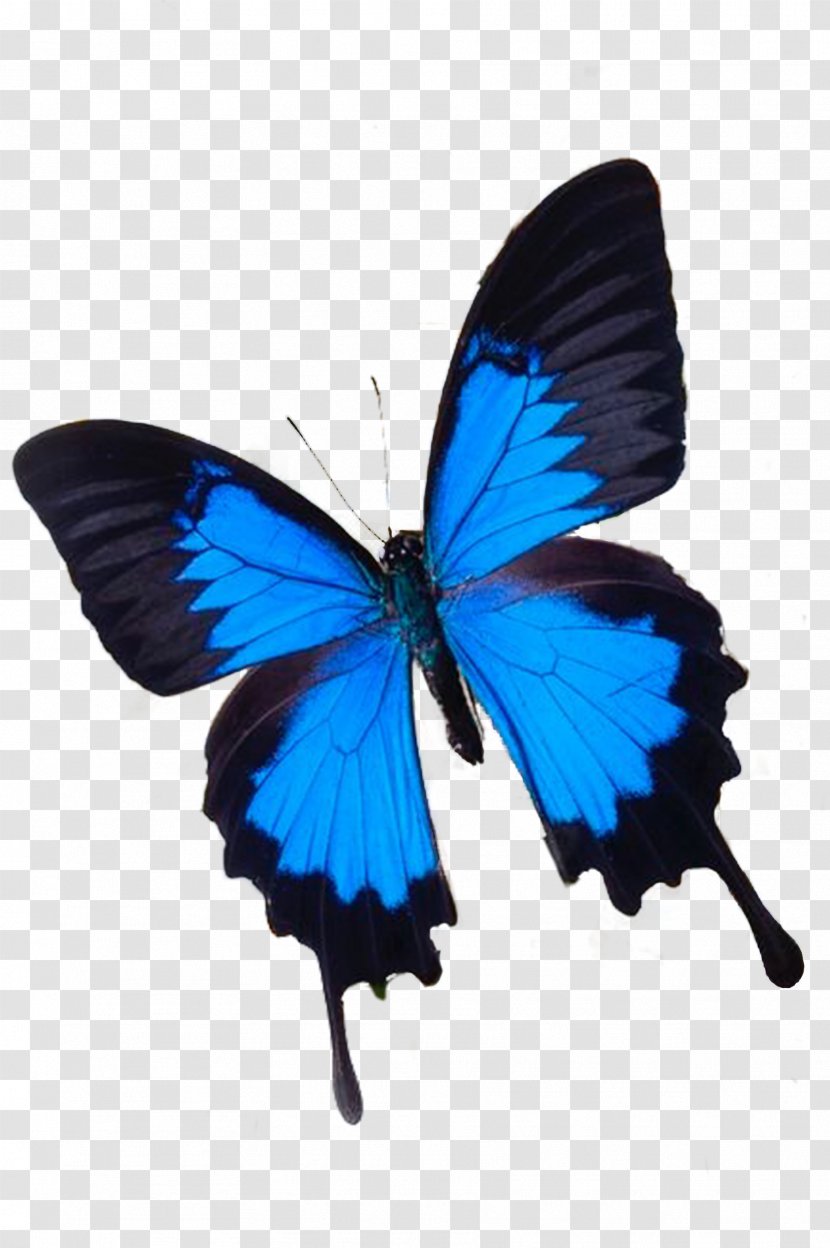 Butterfly Blue White Flower Photography Transparent PNG