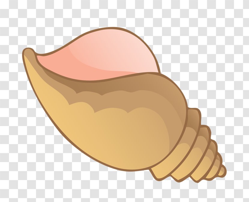 Conch Seashell Clip Art - Free Content - Hand-painted Transparent PNG