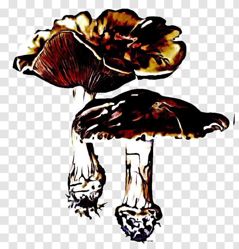 Clip Art Mushroom Fungus Agaricomycetes Plant - Medicinal Transparent PNG