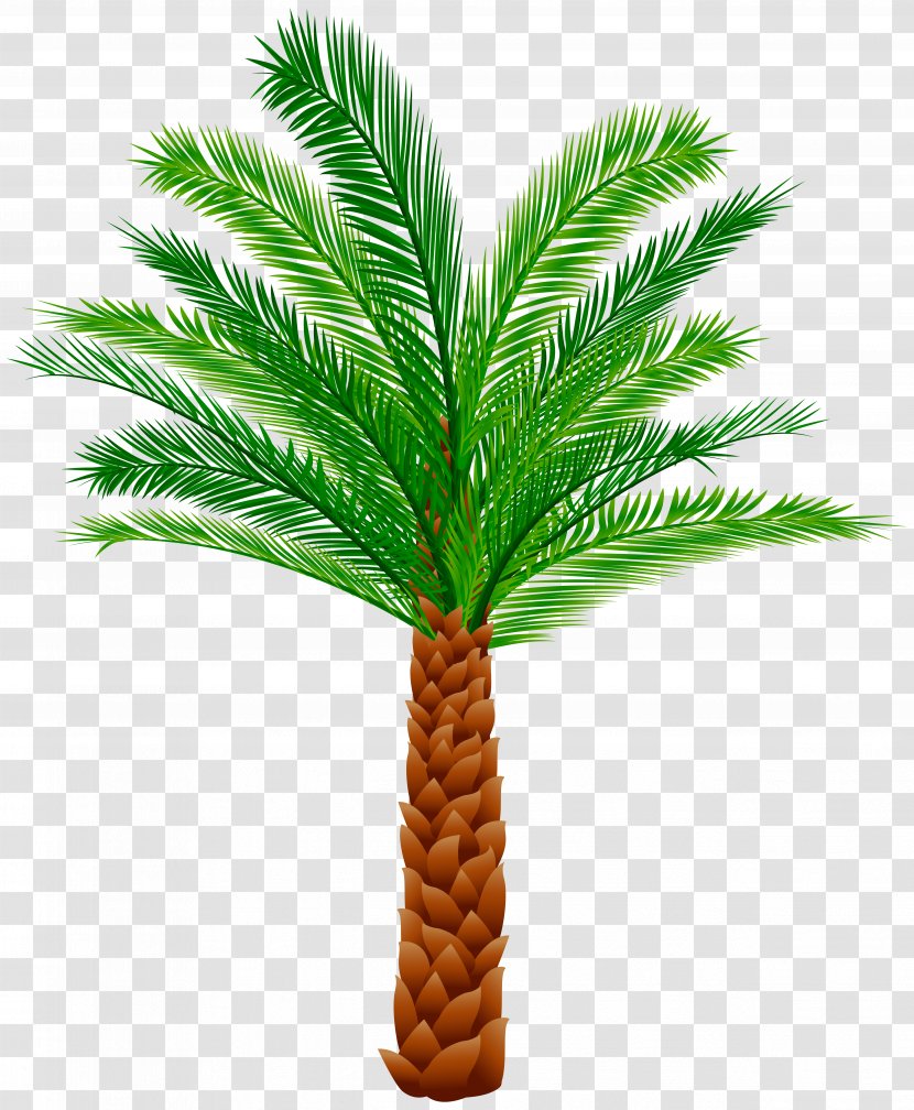 Arecaceae Tree Clip Art - Plant Stem - Palm Transparent PNG