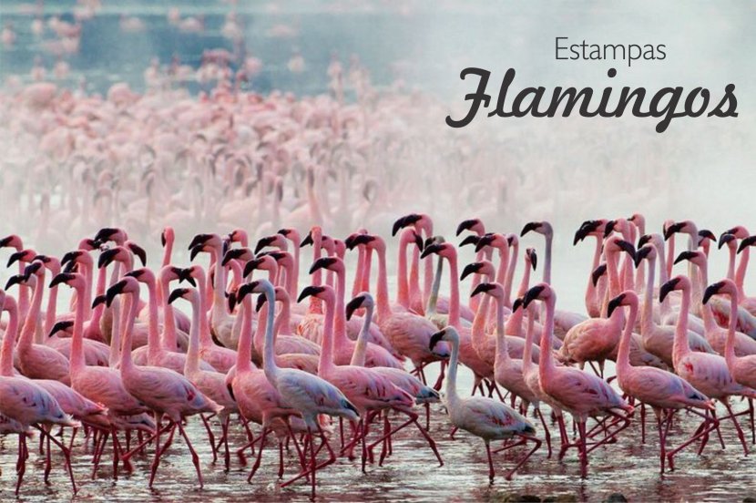 Lake Nakuru Bogoria Flamingo San Diego Zoo - Lesser Transparent PNG