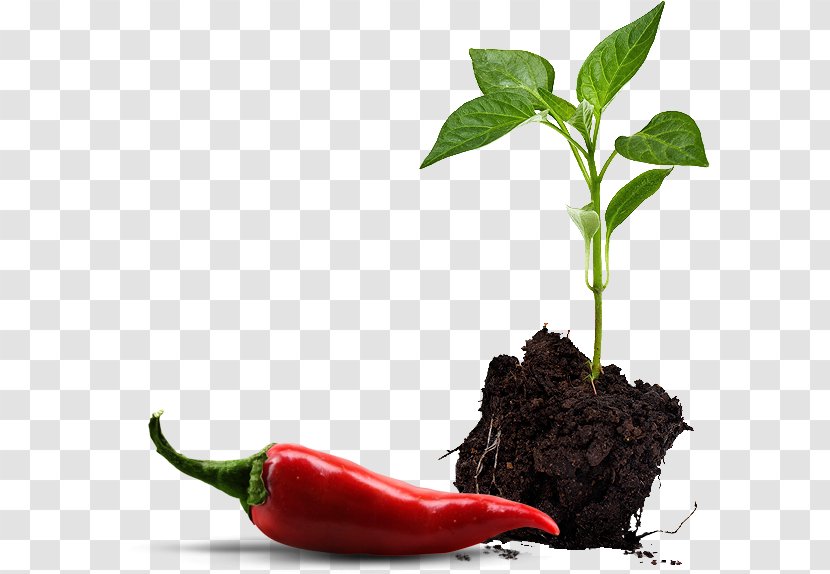 Paprika Bell Pepper Chili Vegetable Seedling - Spice Transparent PNG