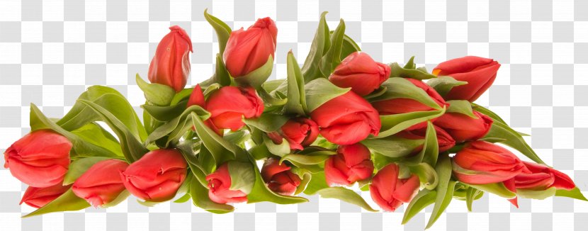 Flower Bouquet - Rose Family - Flowers Transparent PNG