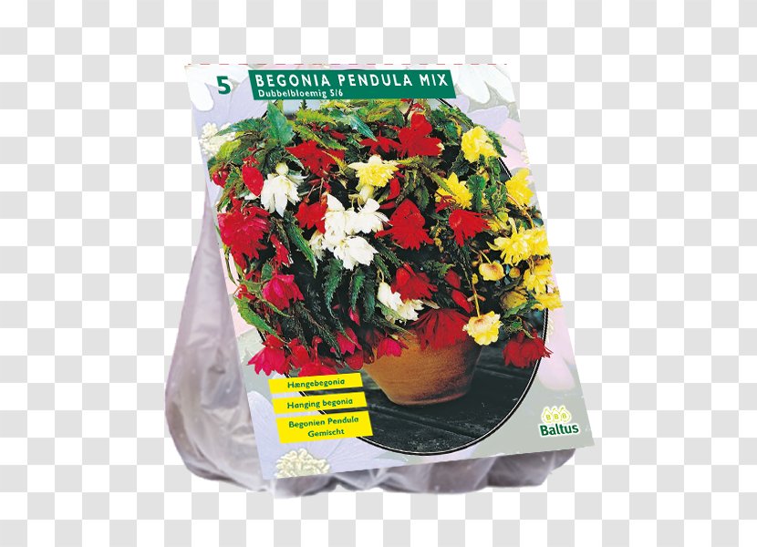 Cut Flowers Dahlia Bulb Bolgewas Plant Transparent PNG