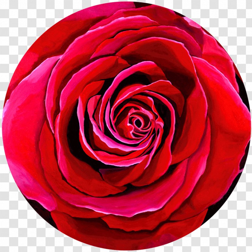 Garden Roses Cabbage Rose Floribunda Flower - Silhouette - Beloved Transparent PNG