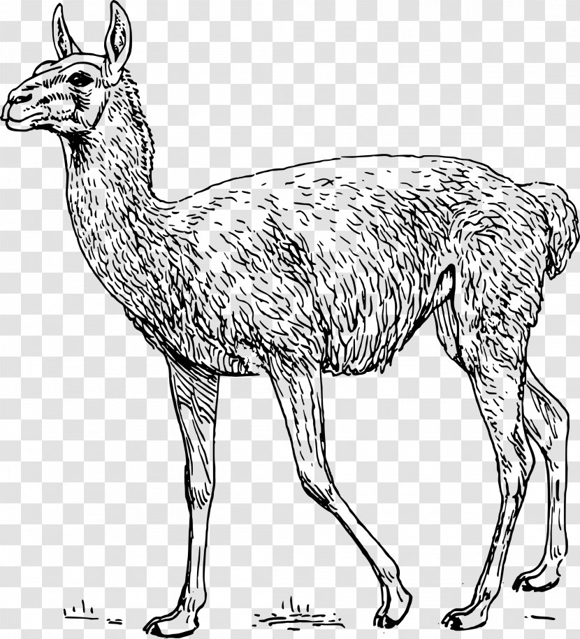 Guanaco Llama Drawing Clip Art - Deer - Alpaca Transparent PNG