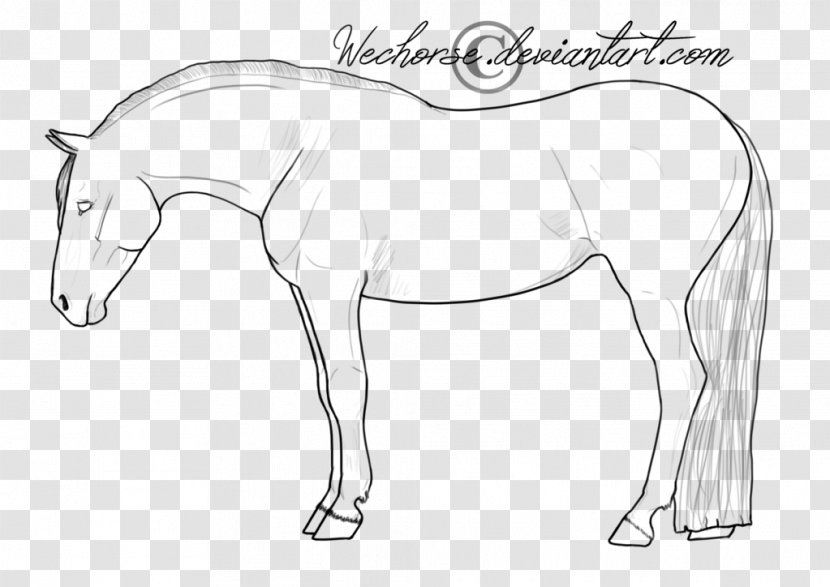 Line Art American Quarter Horse Paint Pony Foal - Walking Shoe - Lineart Transparent PNG