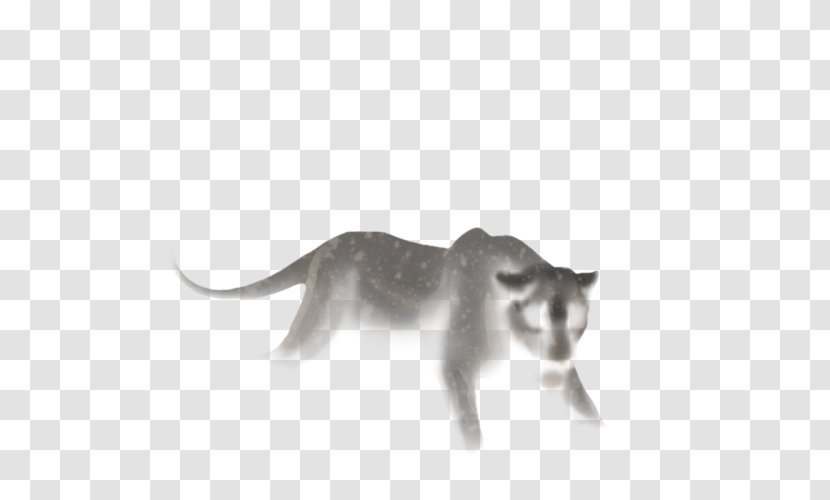 Whiskers Kitten Fauna Snout Puma - Cat Like Mammal Transparent PNG