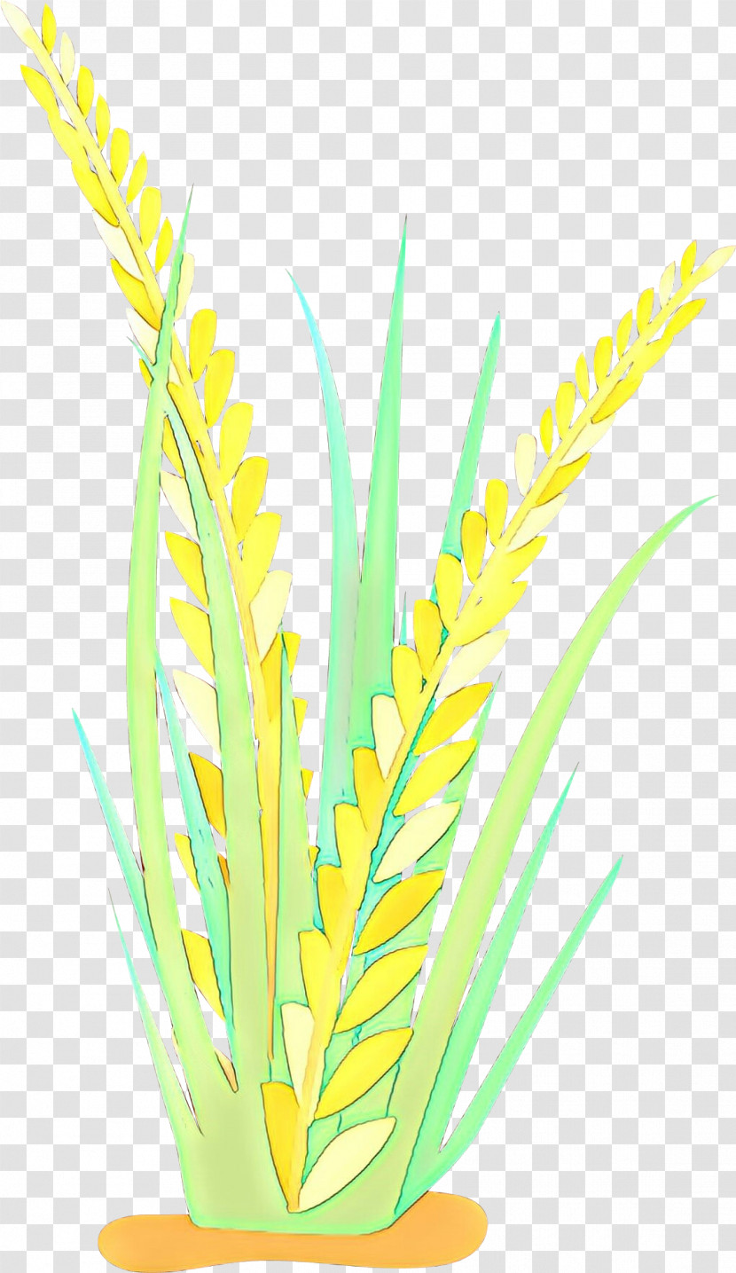 Yellow Grass Plant Grass Family Leaf Transparent PNG