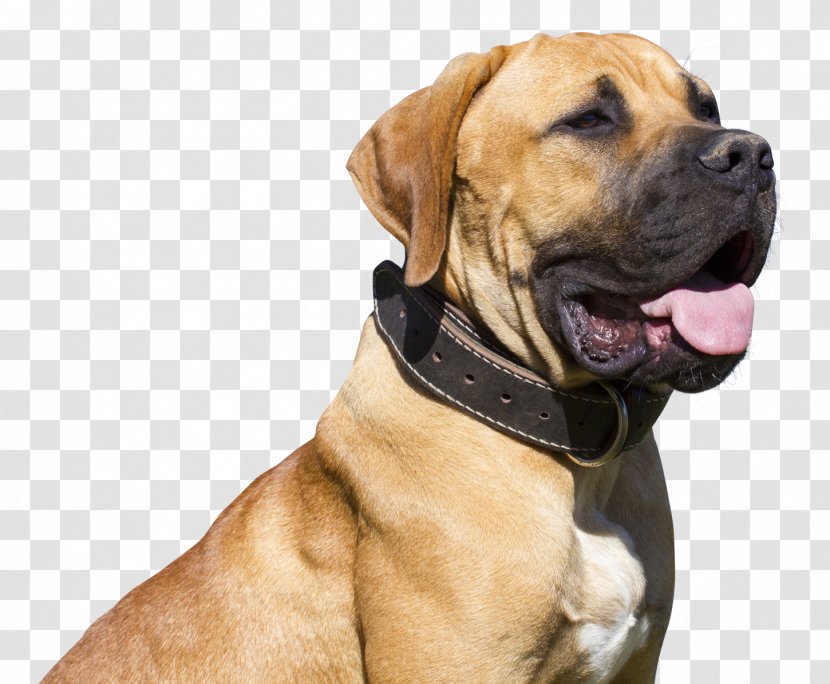 Boerboel Tosa Bullmastiff Bulldog Golden Retriever - Rare Breed Dog - Transparent Transparent PNG