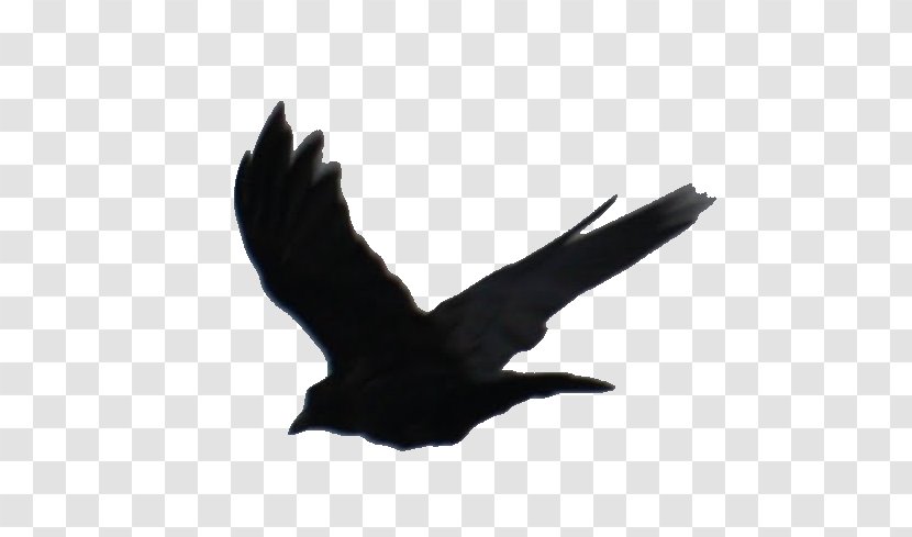American Crow Rook Beatrice Prior Baltimore Ravens The Raven - Like Bird - I AM Transparent PNG