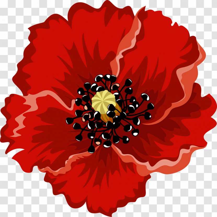 Damask Rose Flower Beautiful Picture Android - Cut Flowers - Poppy Transparent PNG