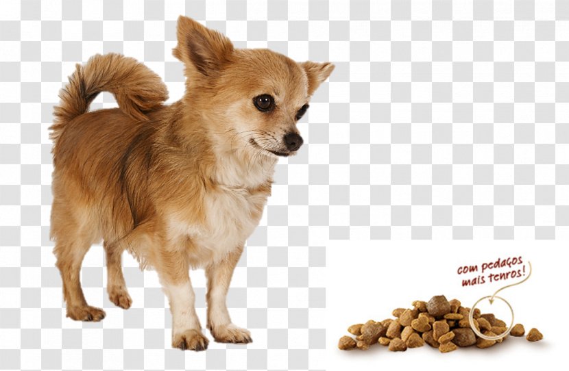 Chihuahua Pomeranian Puppy Dog Breed Companion Transparent PNG