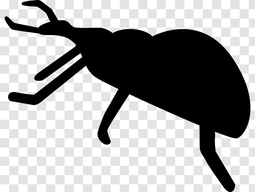 Beetle Silhouette Drawing Clip Art - Weevil Transparent PNG