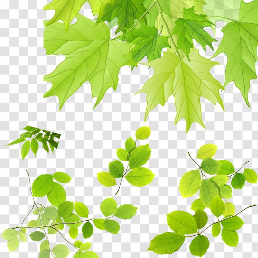 Maple Leaf - Tree - Leaves Transparent PNG