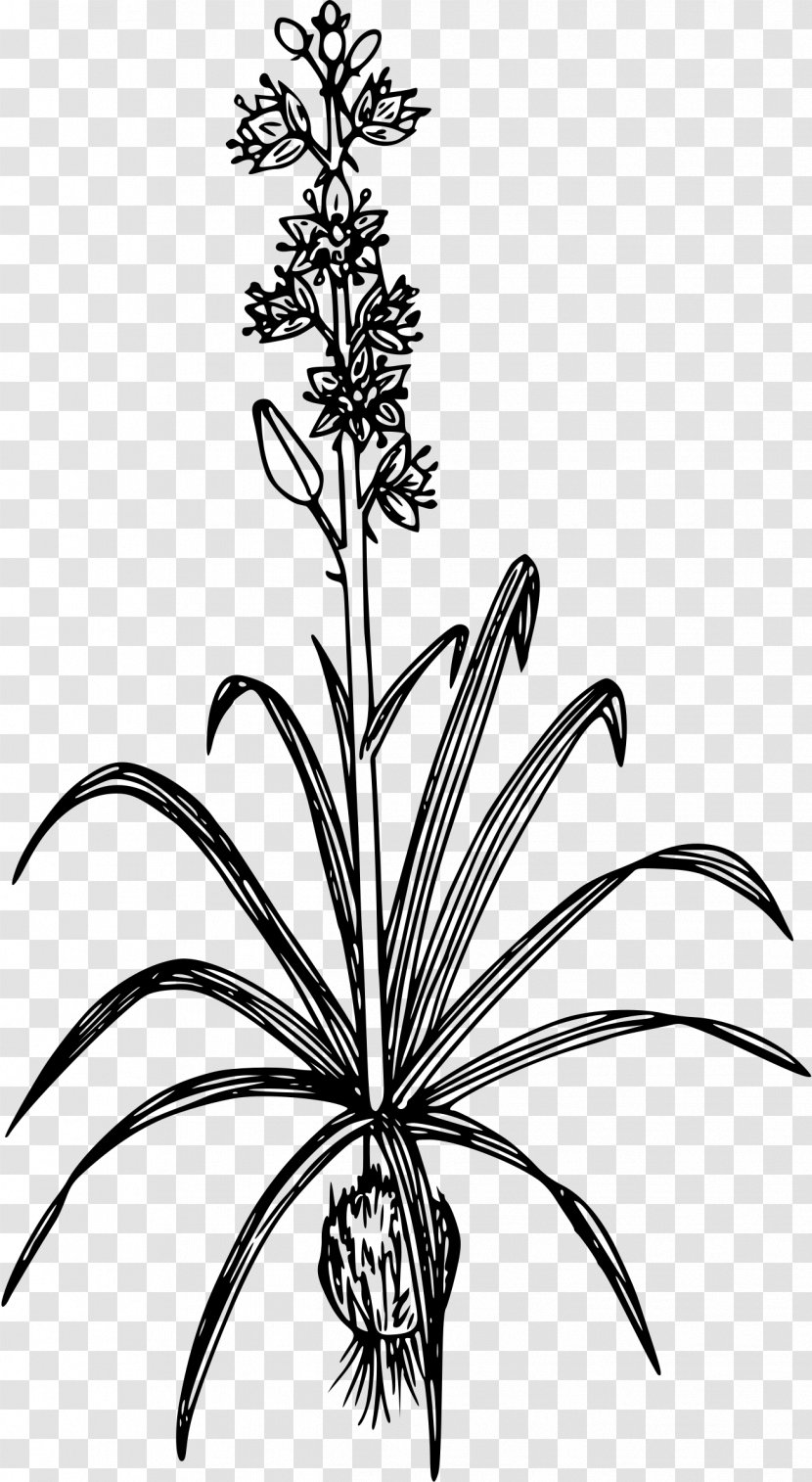 Plant Camassia Quamash Drawing Line Art Clip - Botanical Illustration - Simple But Elegant Transparent PNG