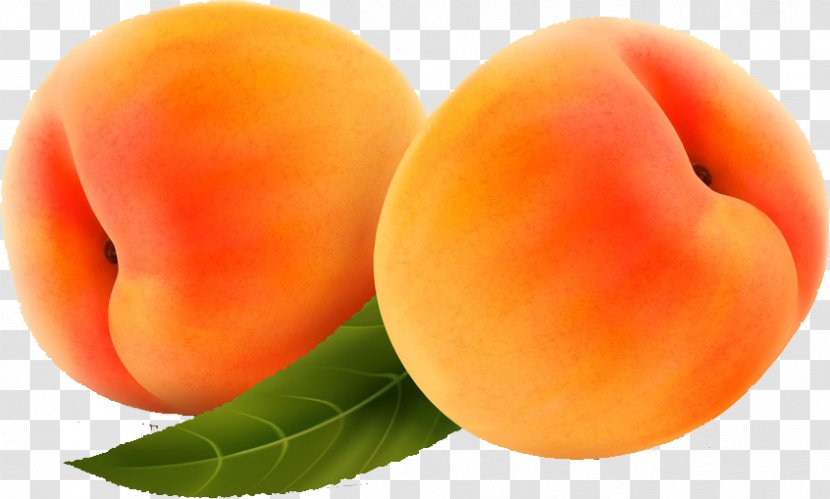 Apricot Peach Computer File - Fruit - Peaches Transparent PNG