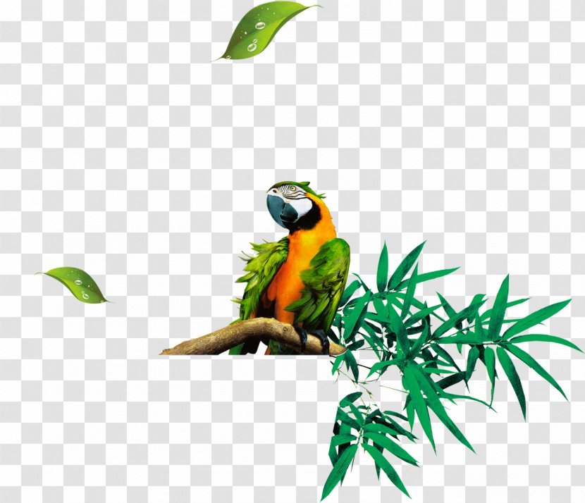 Bamboo Leaf Euclidean Vector - Parakeet - Parrot Standing On Tree Branch Transparent PNG