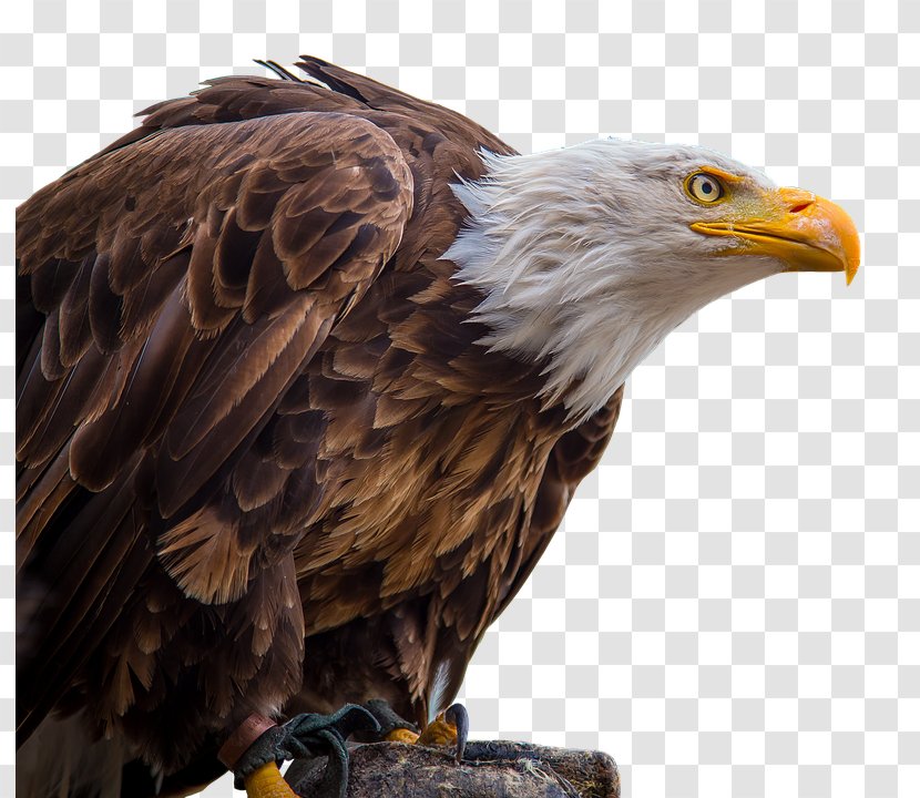 Bald Eagle Bird Of Prey White-tailed Transparent PNG