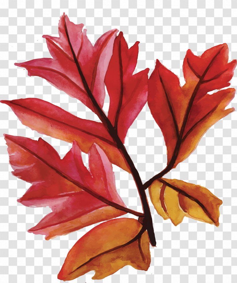 Maple Leaves - Tree - Plant Transparent PNG