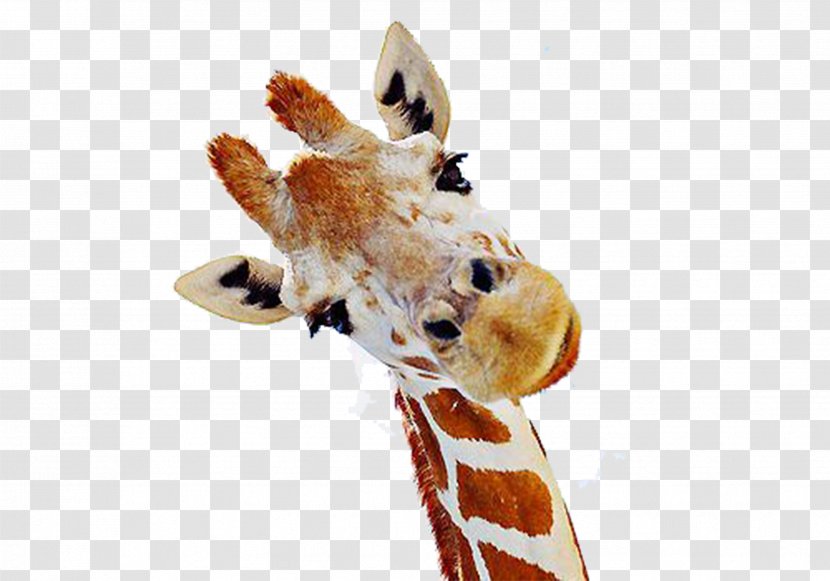 Northern Giraffe Mammal Neck We Heart It - Pixel - Cute Free Download Transparent PNG